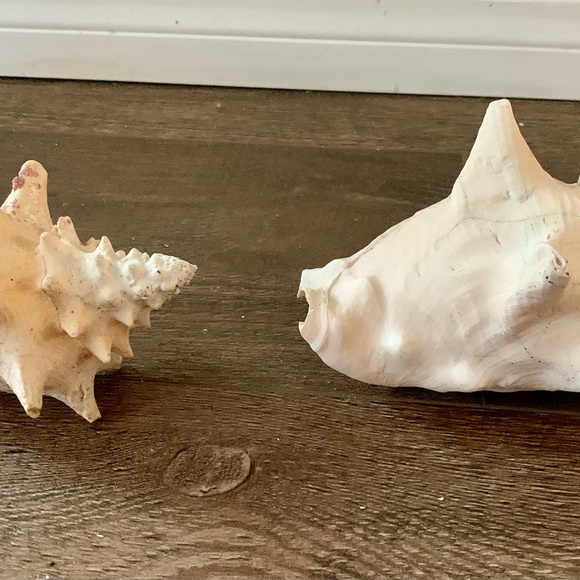 Sea Shell of 2 - Picture 8 of 10